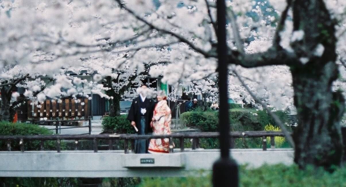 桜ウェデングフォト